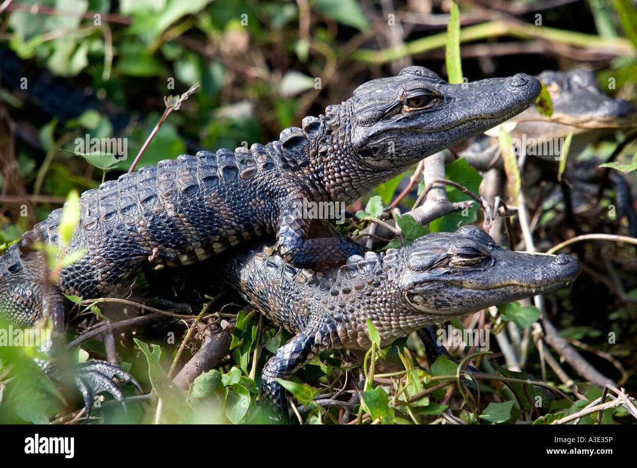 Aligator Alligator mississippiensis Aligator Stock Photo - Alamy