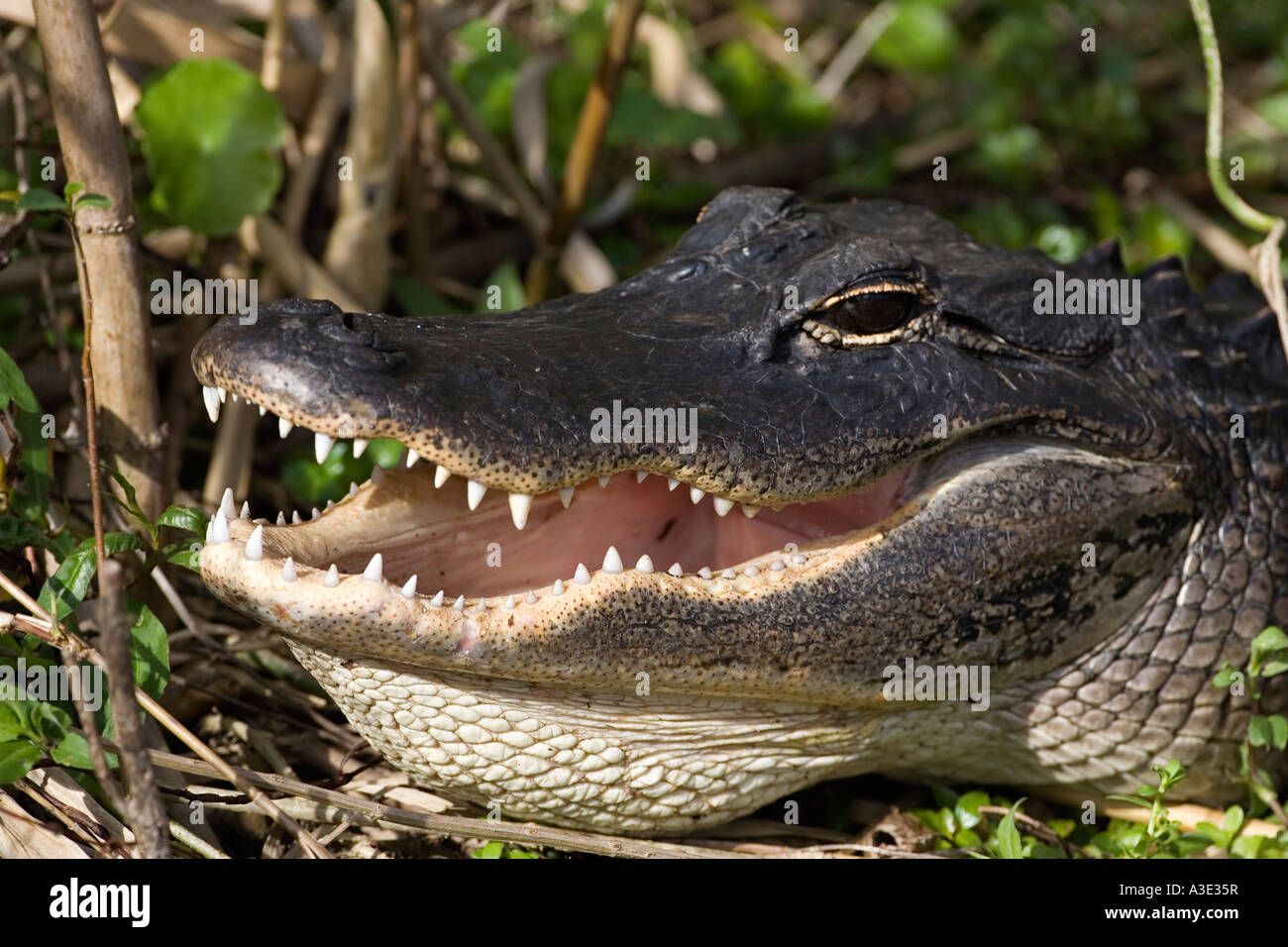 Aligator Alligator mississippiensis Aligator Stock Photo - Alamy