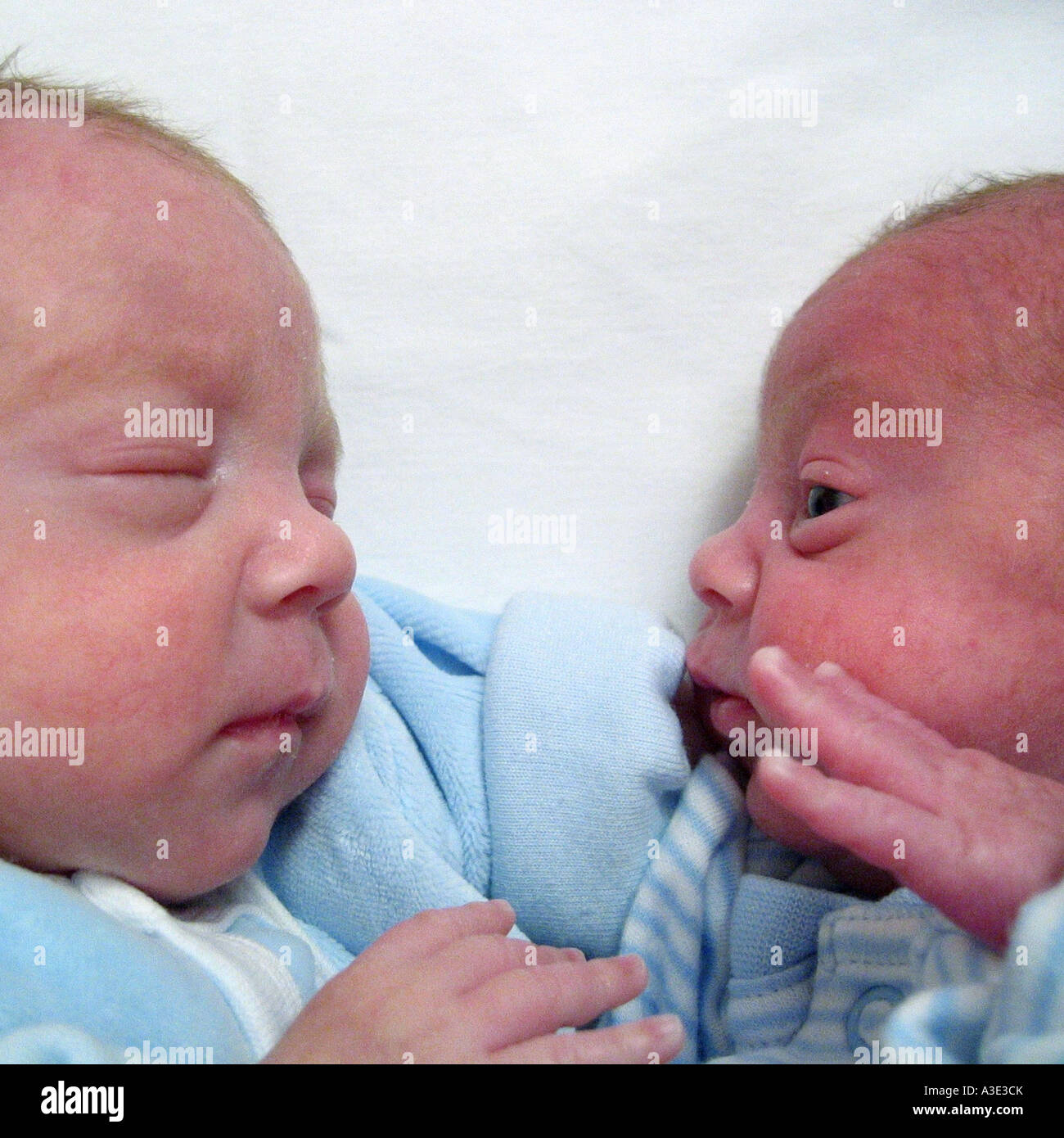 Identical twin baby boys in a moses basket Stock Photo Alamy