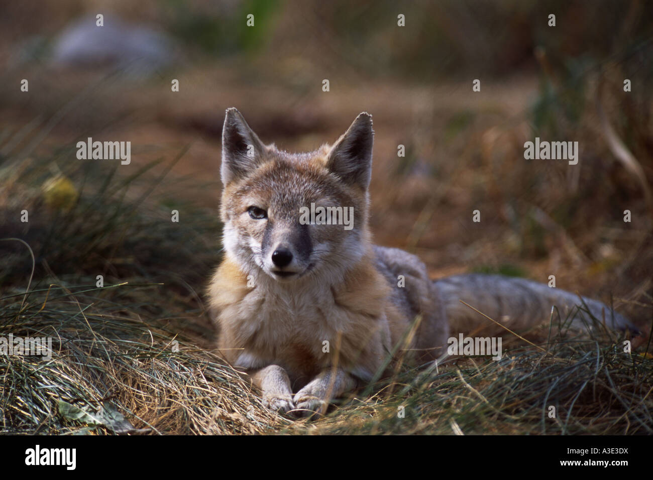 Swift Fox (Vulpes velox) Alberta, Canada Stock Photo