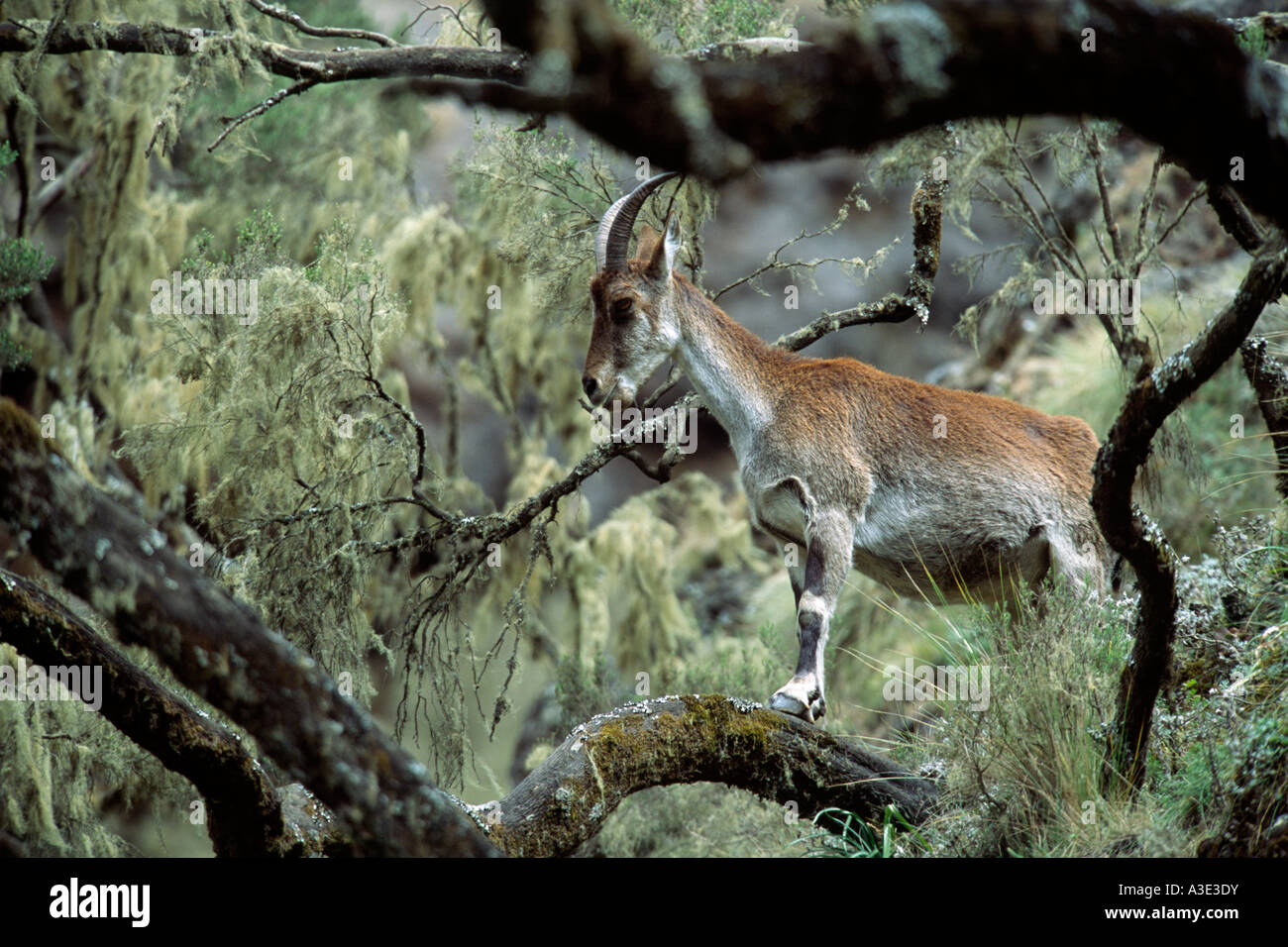 Ethiopien Ibex (Capra walie) Semien Mountain National Park, Ethiopia Stock Photo