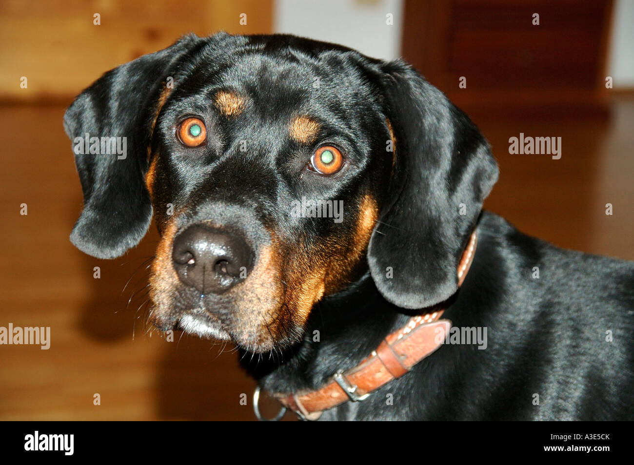 Head of a pedigreed dog Brandlbracke Stock Photo