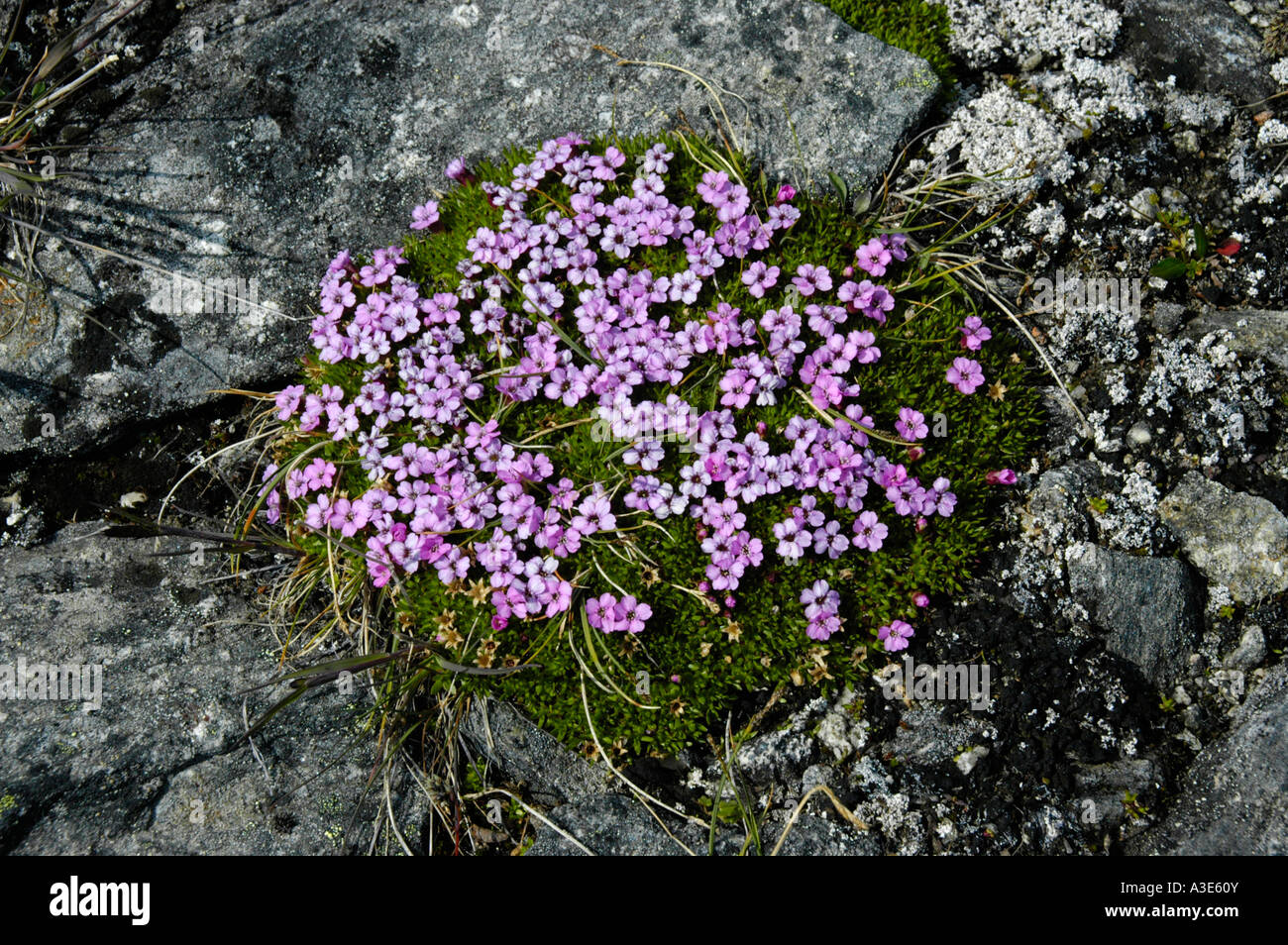 Moss Campion Silene acaulis Eastgreenland Stock Photo - Alamy