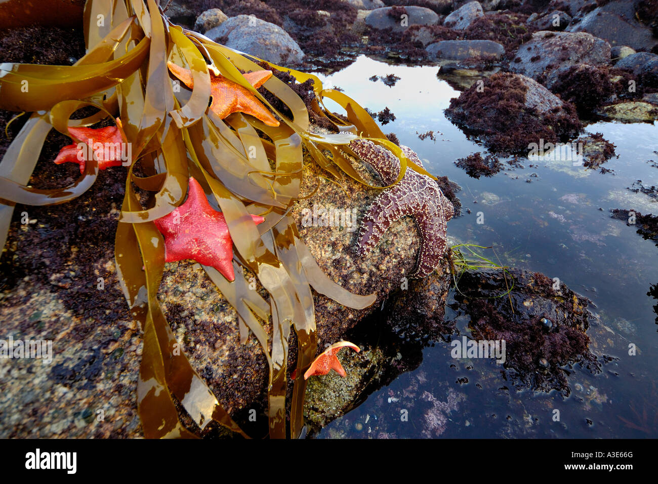 Tidepool with Bat stars Asterina miniata Monterey Bay National Marine