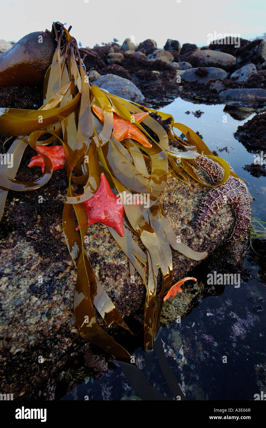 Tidepool with Bat stars Asterina miniata Monterey Bay National Marine