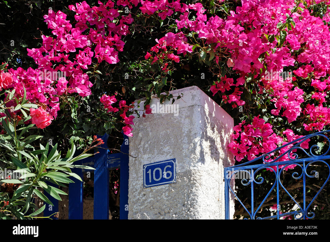 House entrance and a flowering bush, Thira, Santorini, Greece Stock Photo