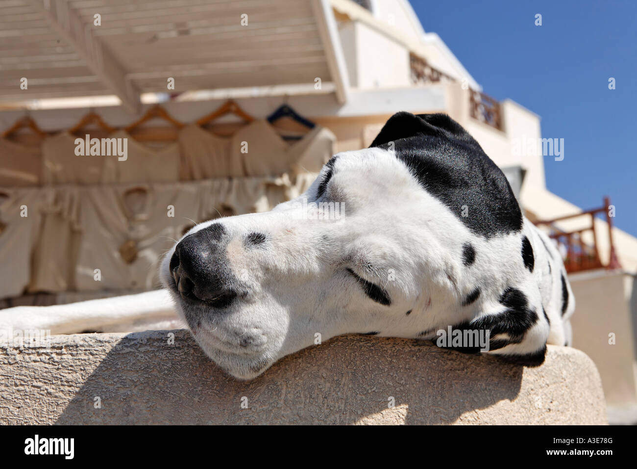 Sleeping dog, Oia, Santorini, Greece Stock Photo