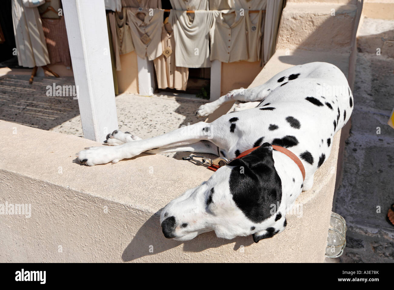 Sleeping dog, Oia, Santorini, Greece Stock Photo