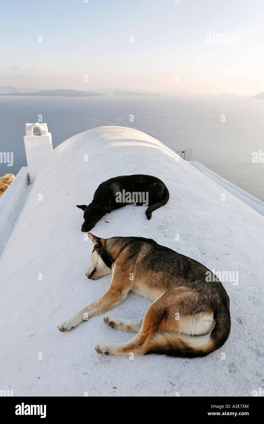 Sleeping dogs, Oia, Santorini, Greece Stock Photo