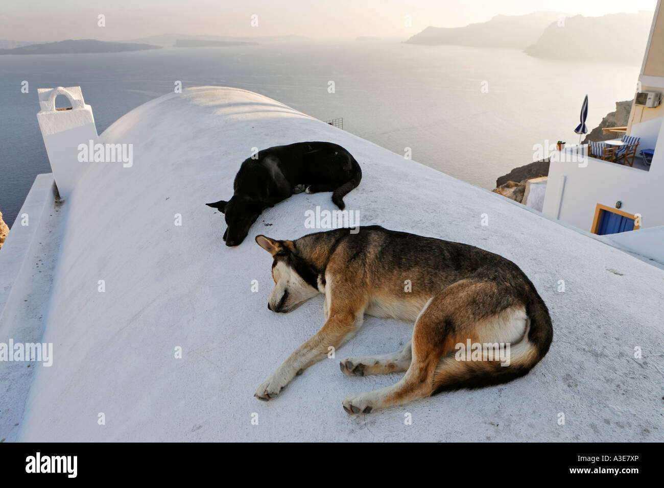 Sleeping dogs, Oia, Santorini, Greece Stock Photo
