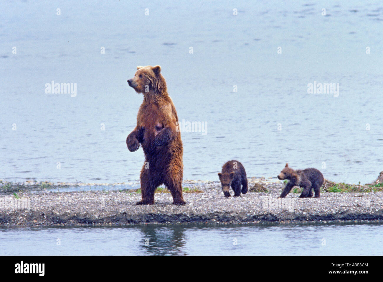 Brown Grizzly Bear mother with cubs standing on hind legs to cheack for danger Ursus arctos horribilis Katmai National Park Alaska Stock Photo