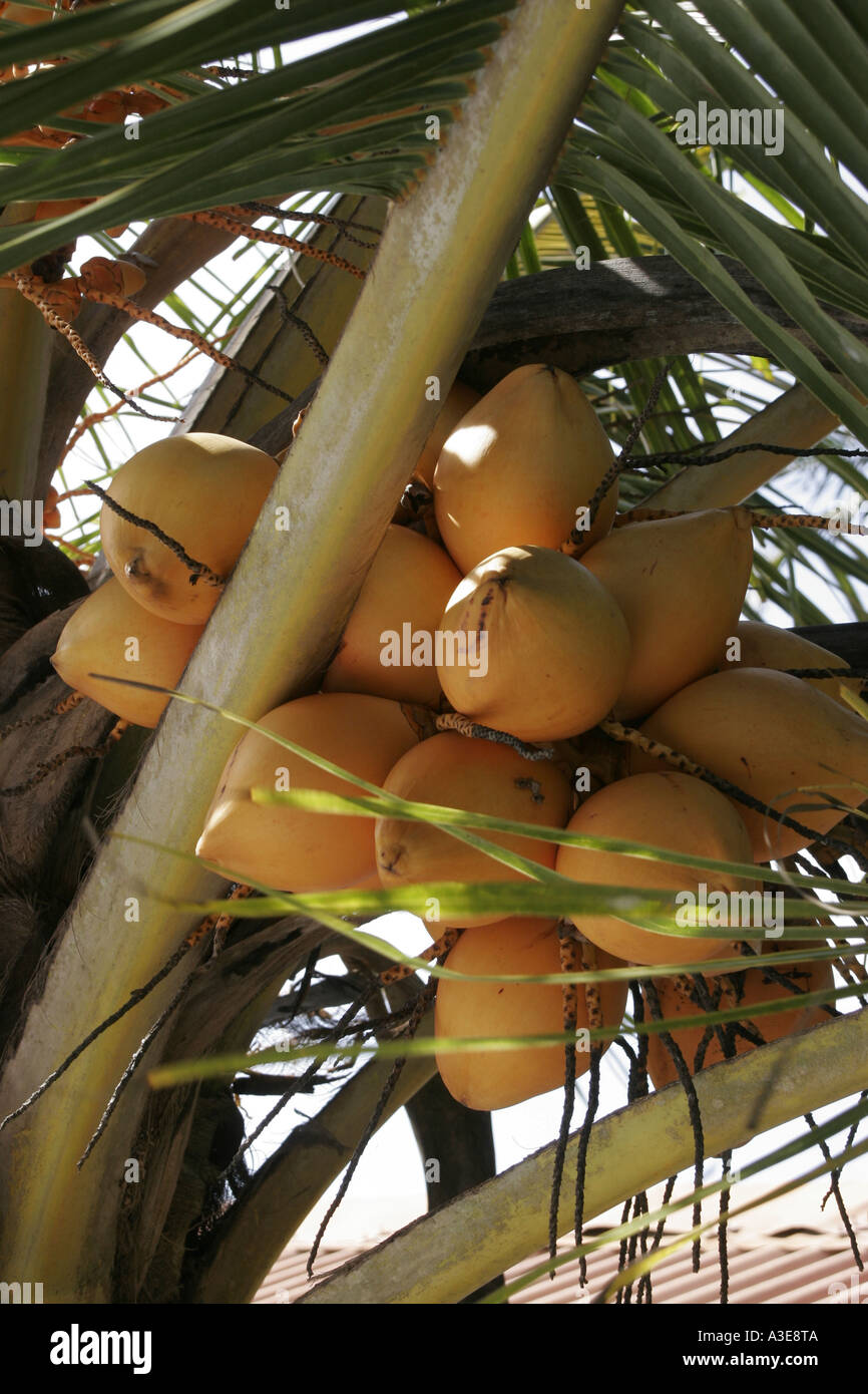 Sri Lanka, coconuts growing on palm tree Stock Photo Alamy
