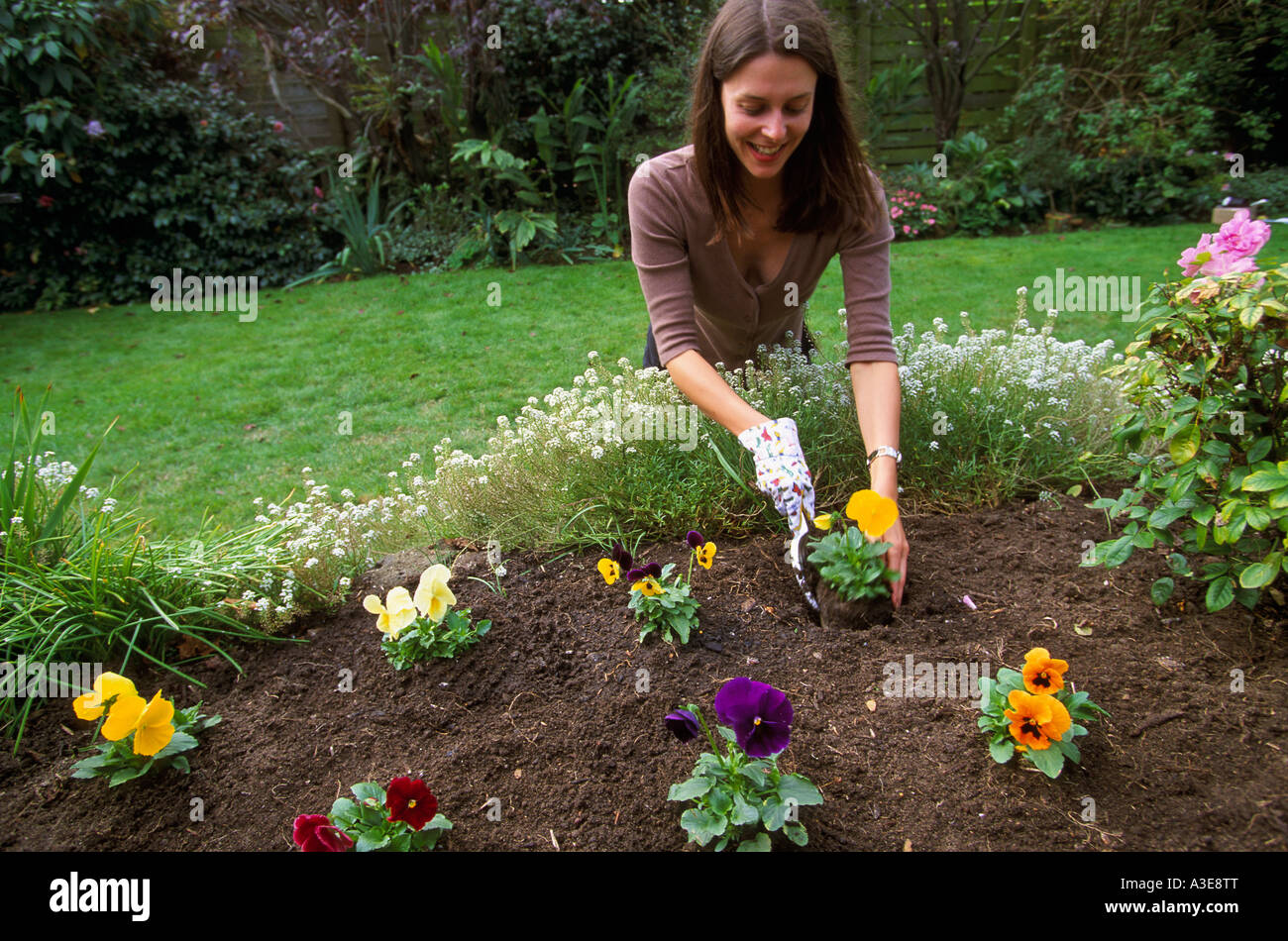Planting flowers in suburban garden Melbourne Australia Horizontal Stock Photo