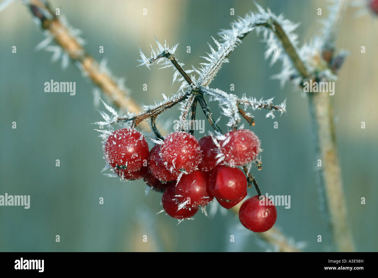 Berries of the Guelder rose (Viburnum opulus) in winter Stock Photo