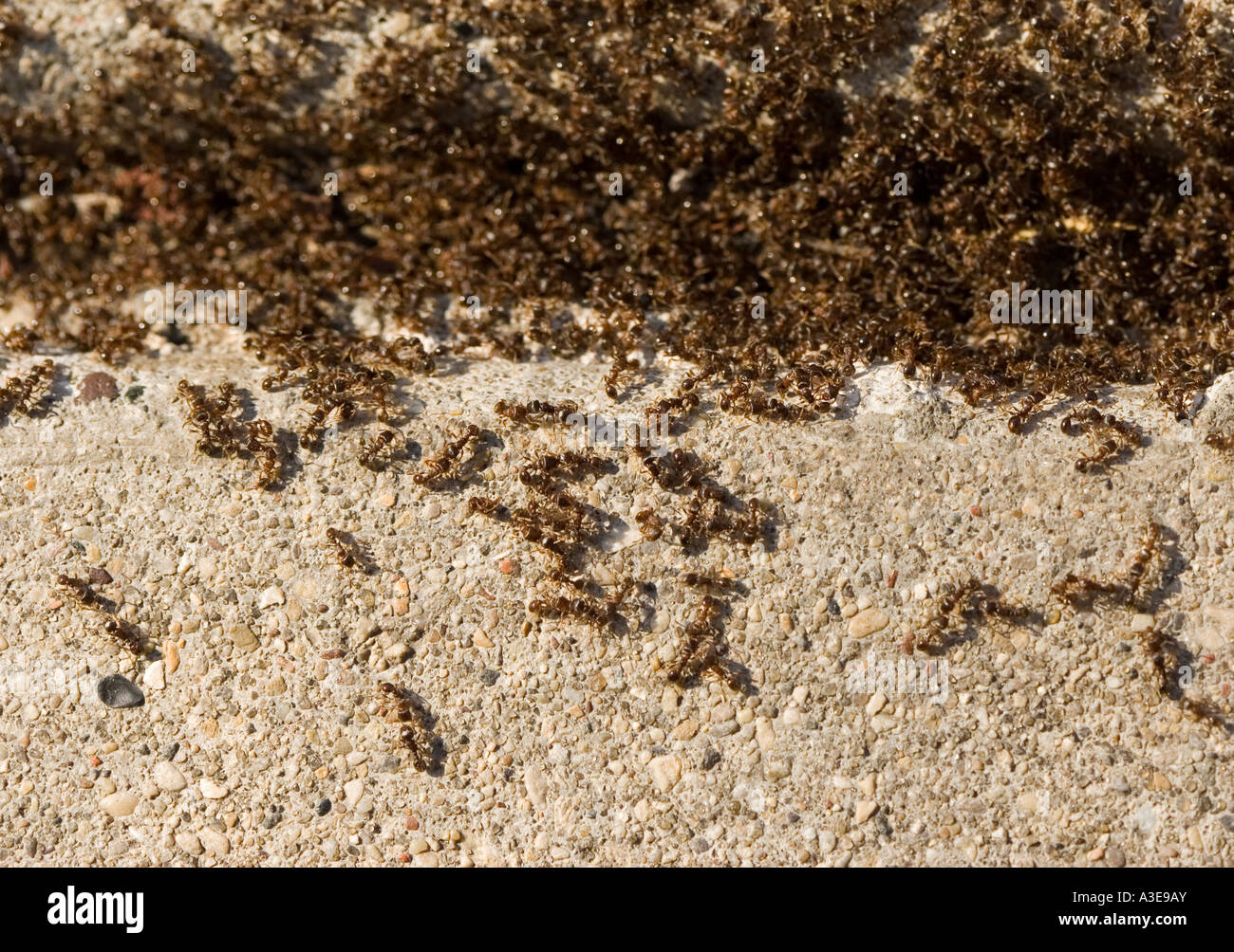 Ants on the sidewalk. Hymenoptera Formicidae Stock Photo