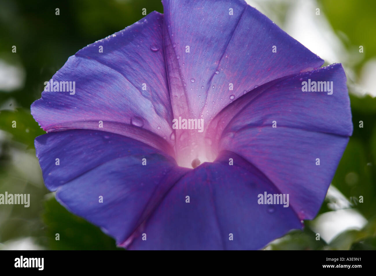 Tropical plant close up hi-res stock photography and images - Alamy