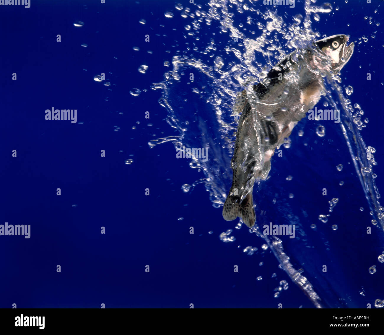 Jumping Rainbow Trout Stock Photo - Alamy