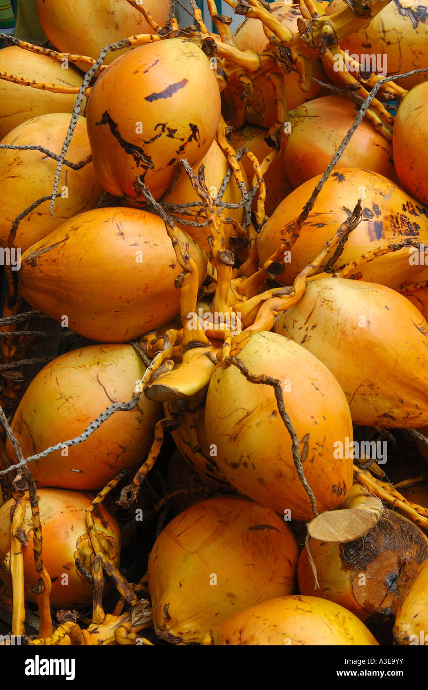 Ripe coconuts, Cocos nucifera, Mauritius Stock Photo - Alamy