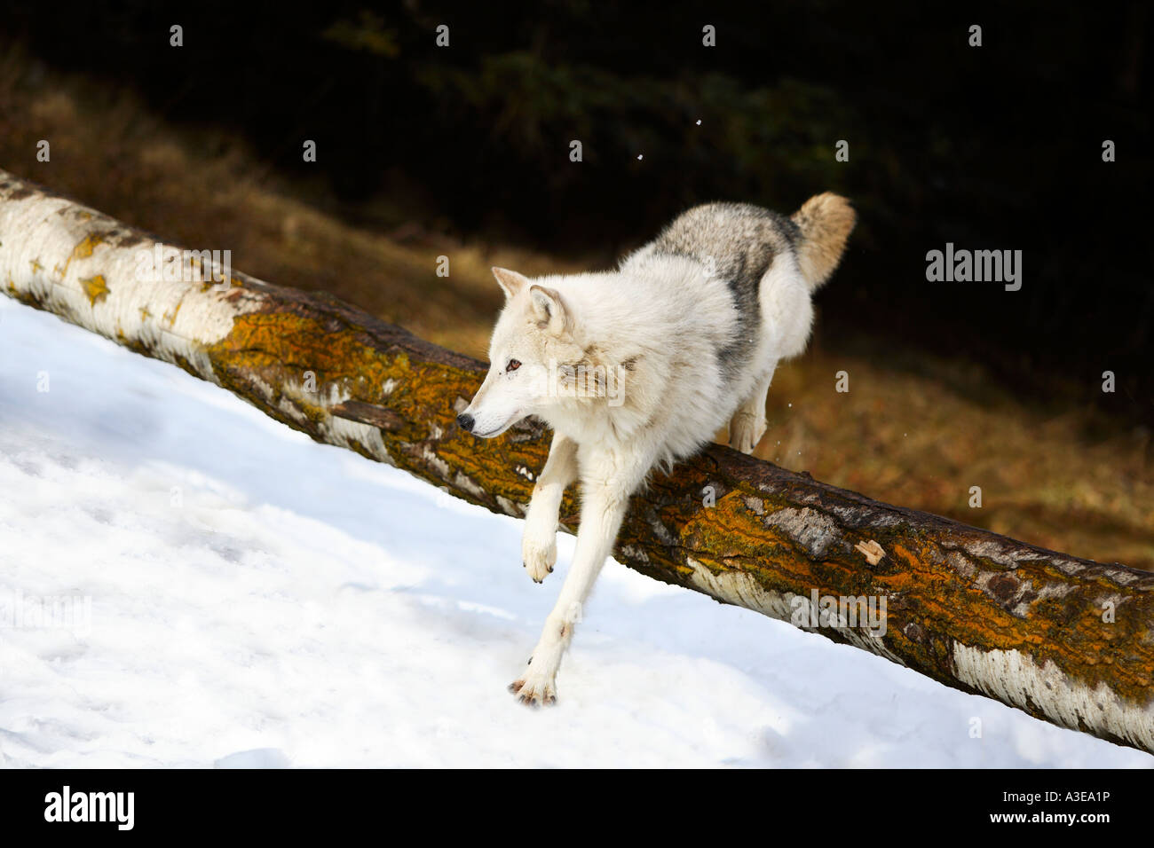 Wolf jumping over log Stock Photo - Alamy