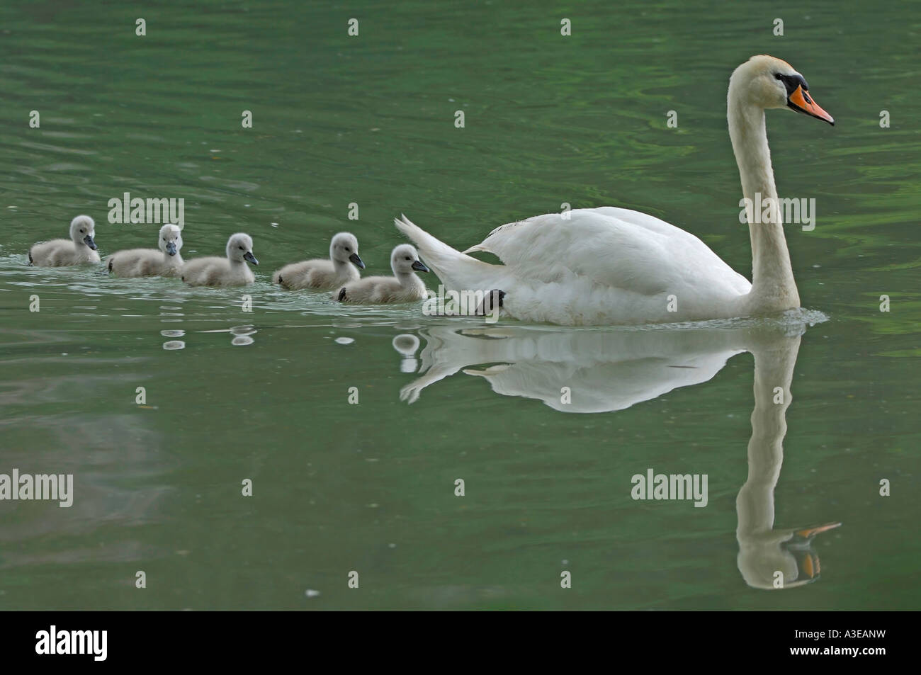 Mute Swan ( Cygnus olor) with chicks, Zugersee, Switzerland Stock Photo