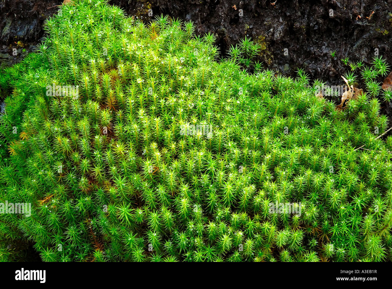 Bog, Polytrichium commune growing on peaty surface as a pioneer plant Stock Photo