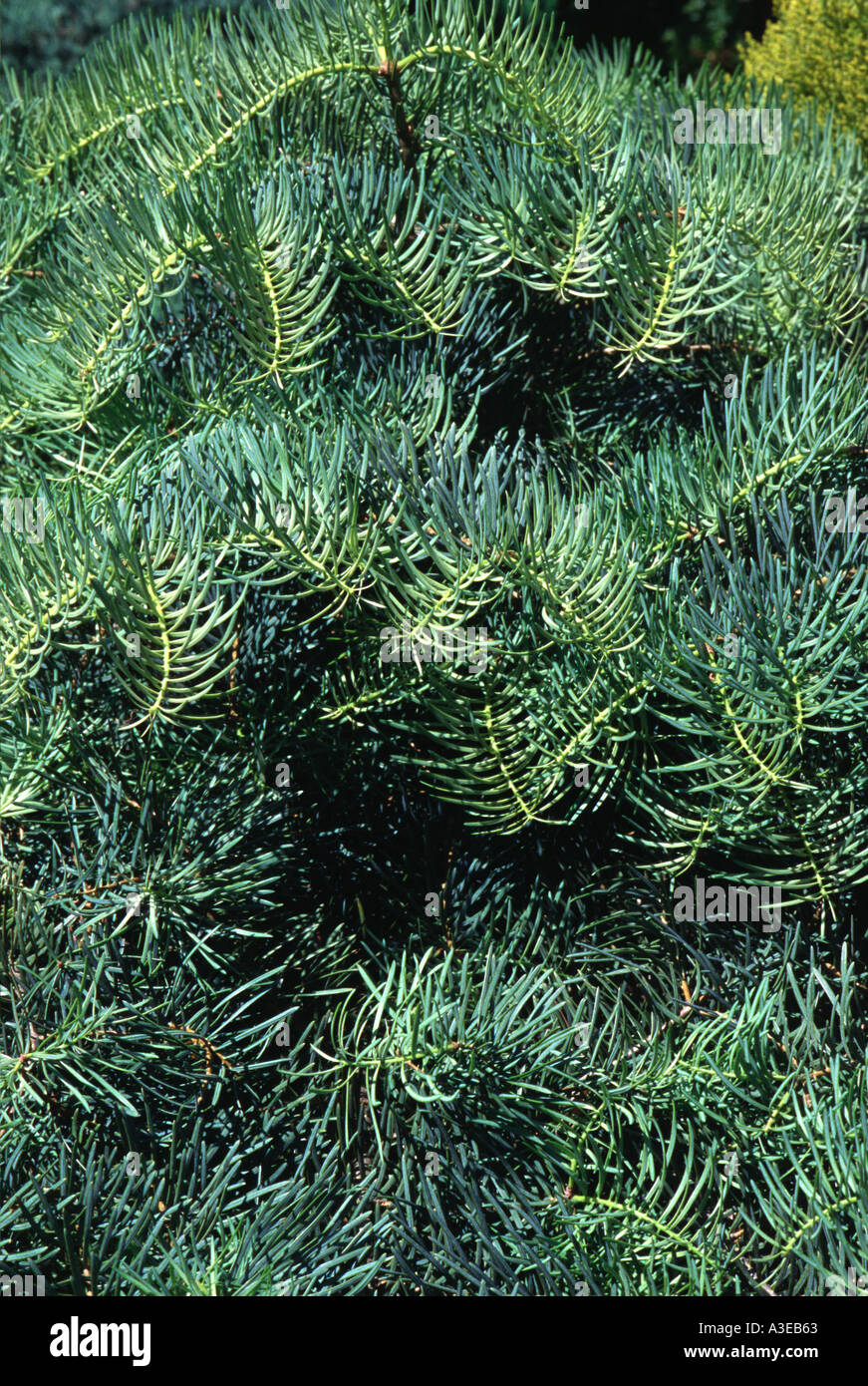 Abies concolor glauca compacta tree Stock Photo