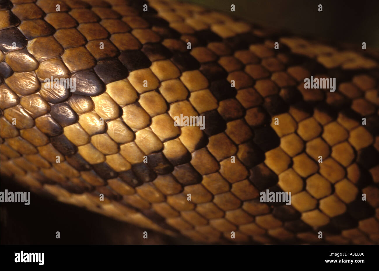 python skin 0606 Stock Photo