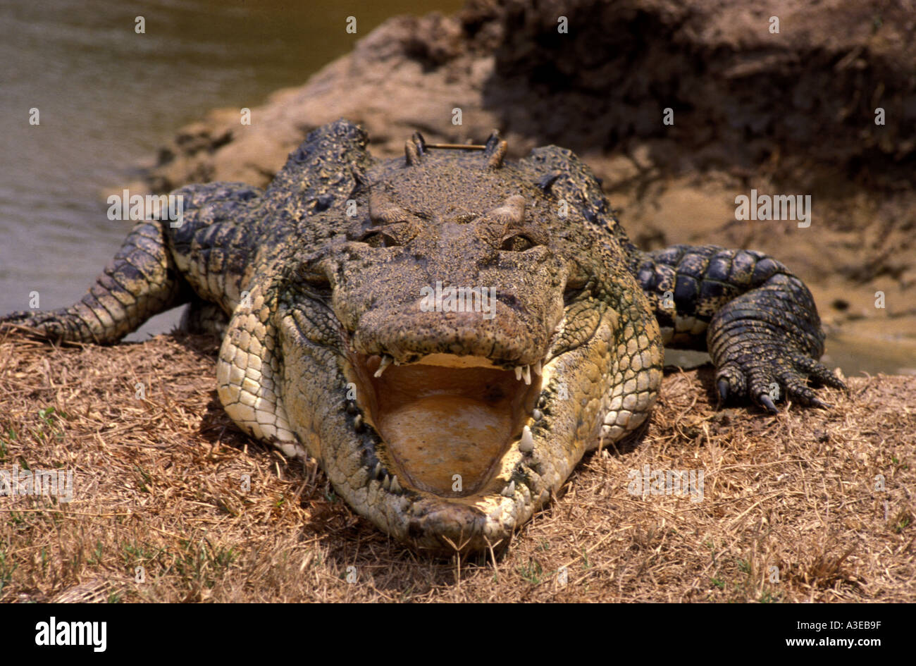 Old croc Crocodilus porosus Stock Photo