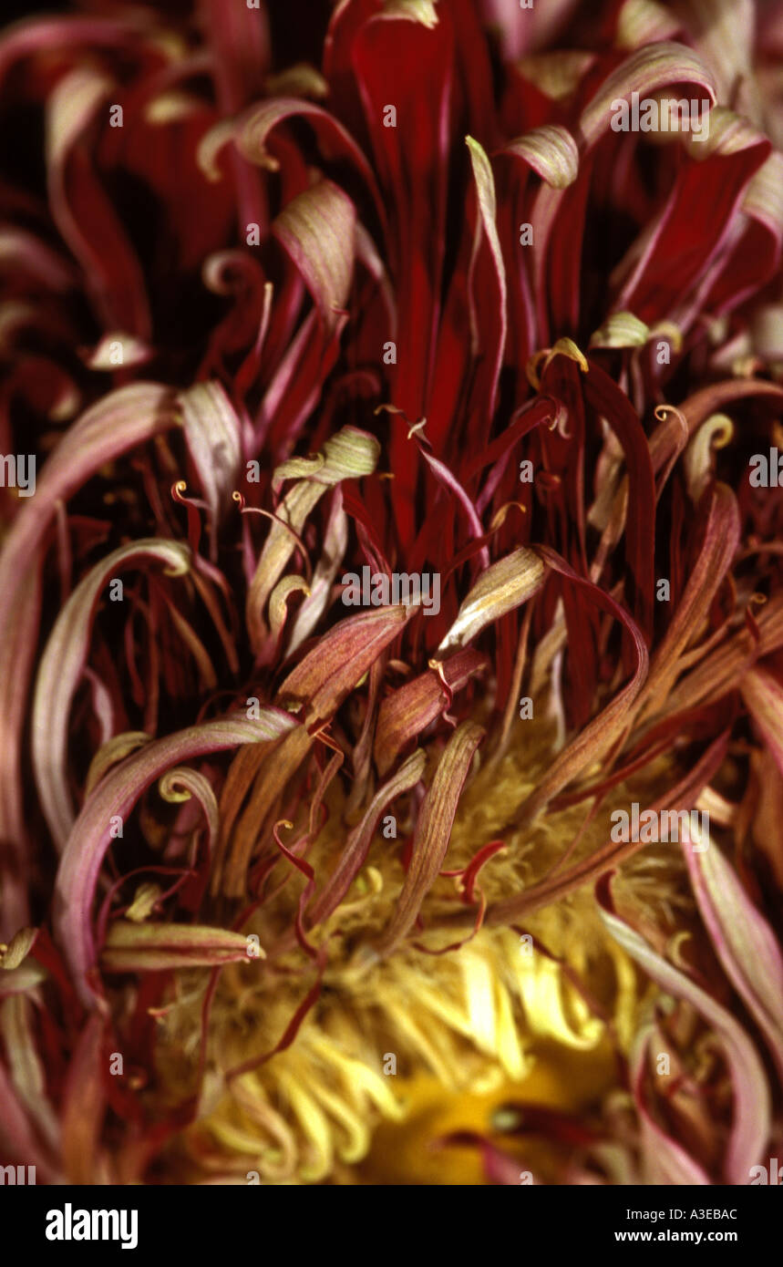 dead Flower petals 0560 Stock Photo Alamy