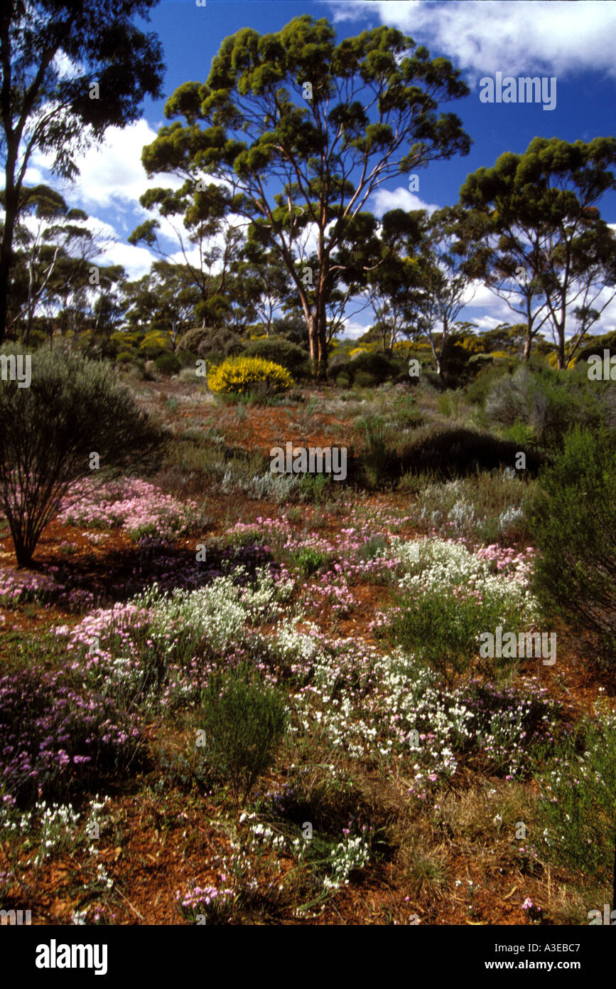 Wildflowers Of Queensland High Resolution Stock Photography and Images
