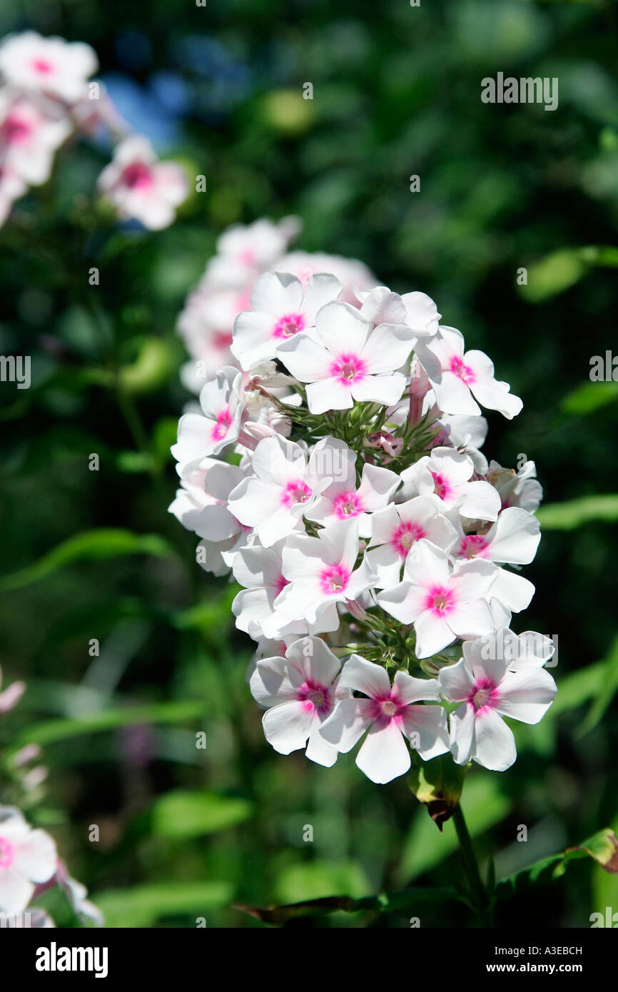 Garden phlox - summer phlox (Phlox paniculata) Stock Photo