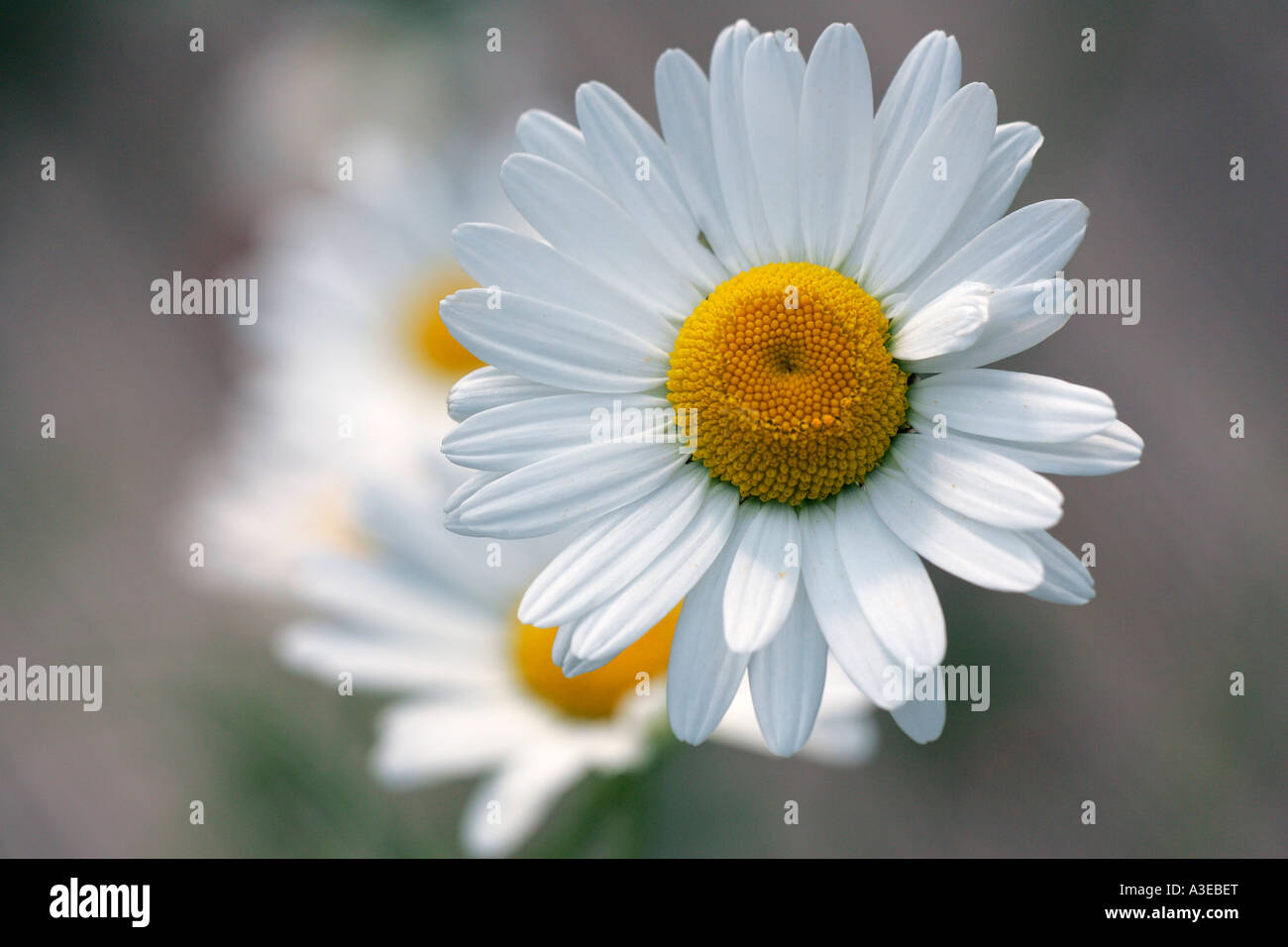 Moon daisy oxeyedaisy flowering (Leucanthemum vulgaris Stock