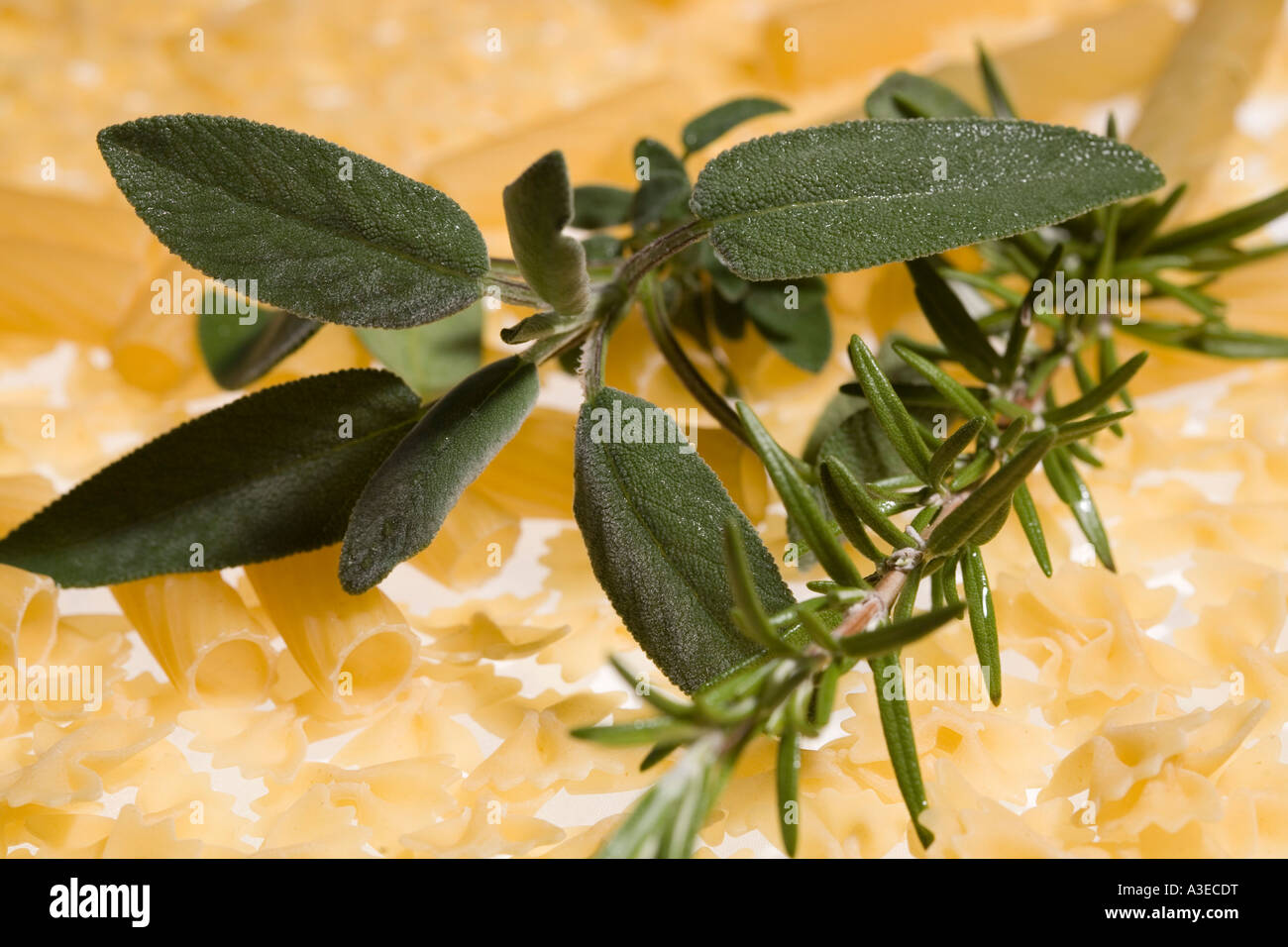 Noodles with rosemary and sage Stock Photo