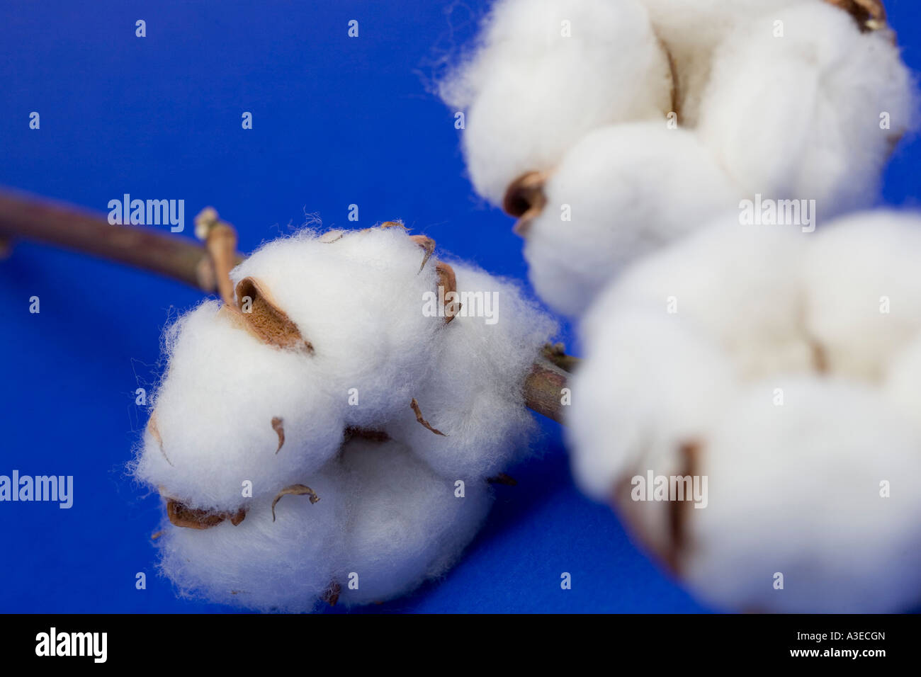 Cotton (Gossypium) Stock Photo
