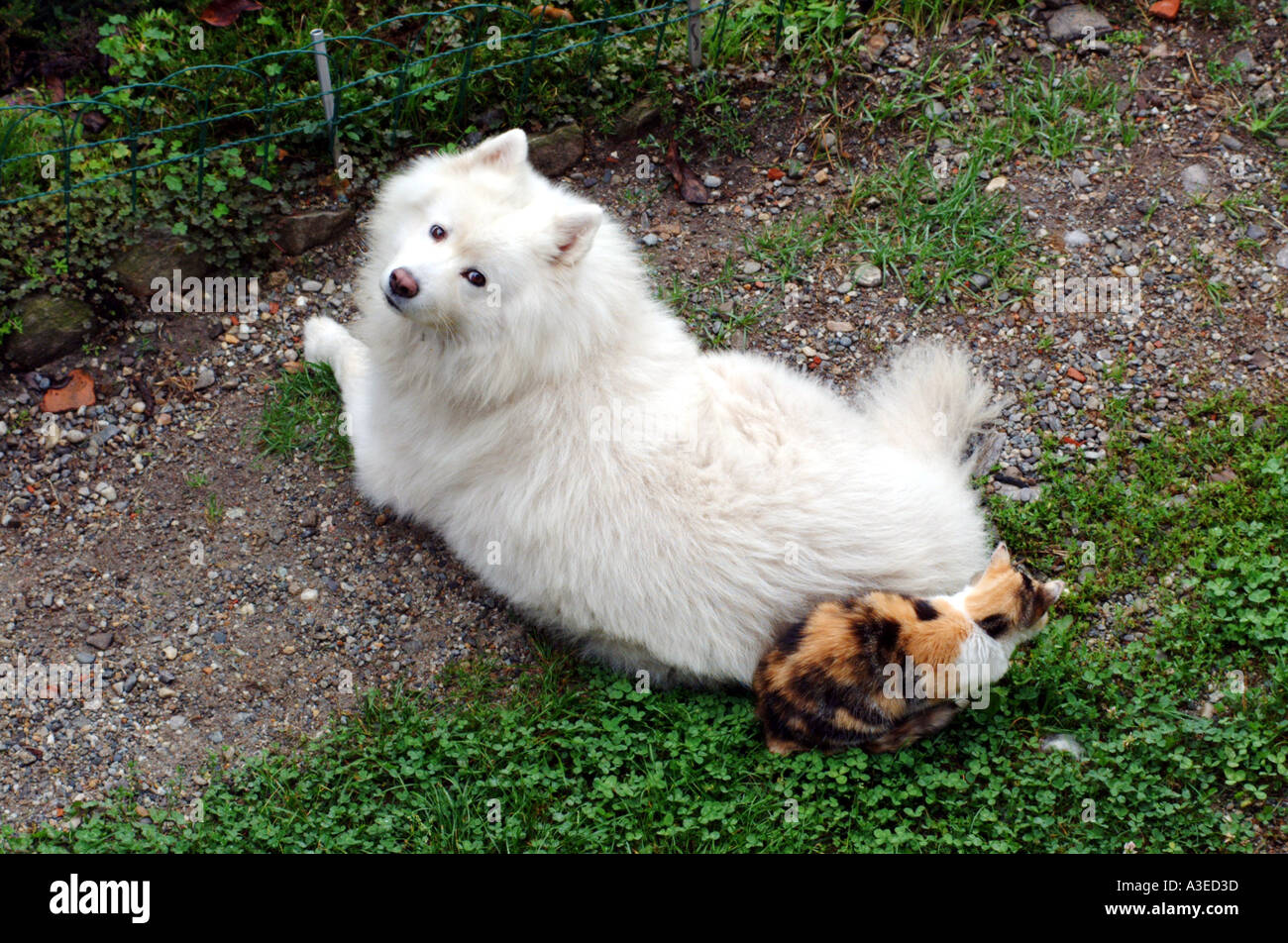do samoyeds get along with cats