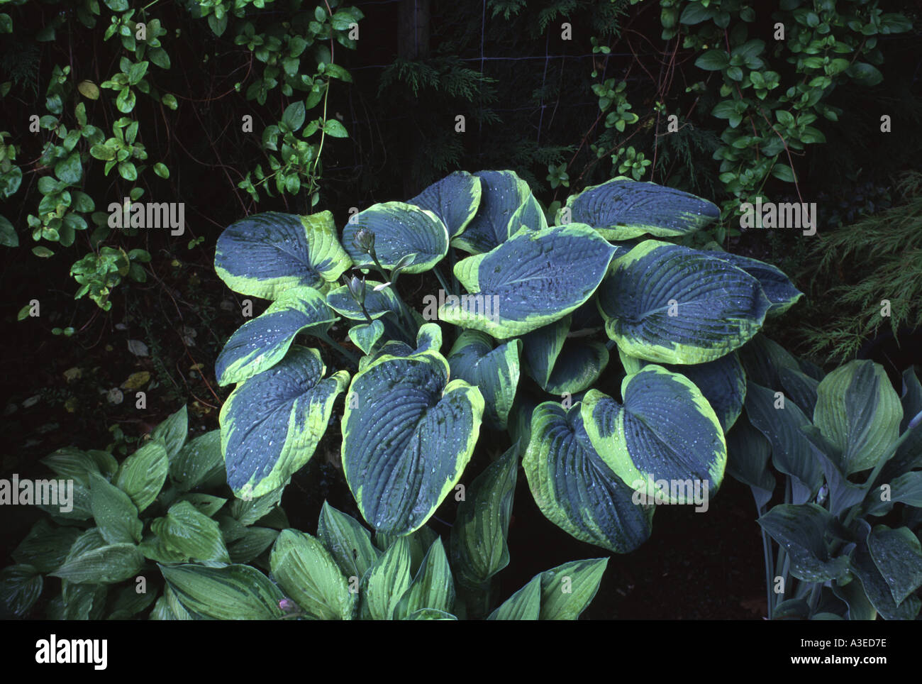 Hosta Frances Williams Stock Photo