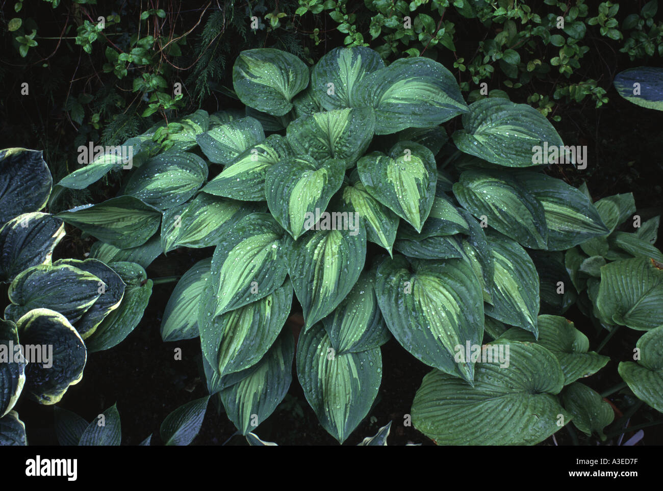 Hosta Dark Star Stock Photo - Alamy