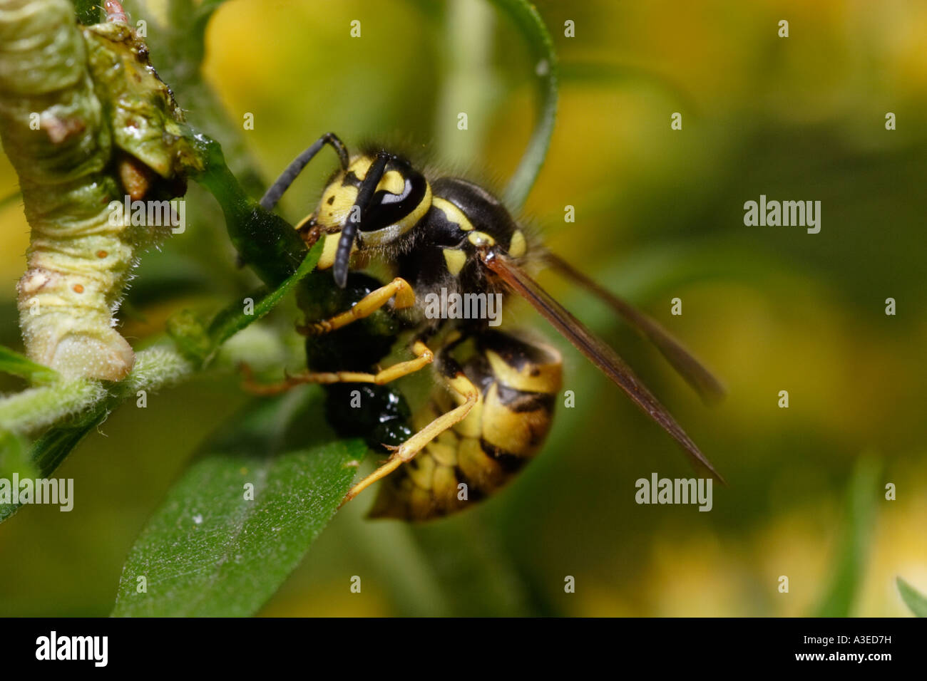 German Wasp (yellowjacket, Vespula germanica) feeding on caterpillar
