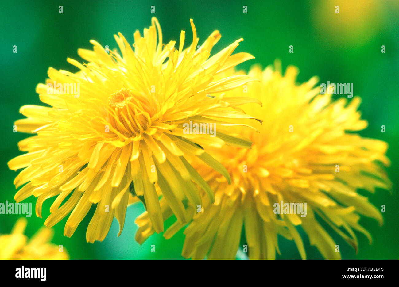 Dandelions (Taraxacum officinale) Stock Photo