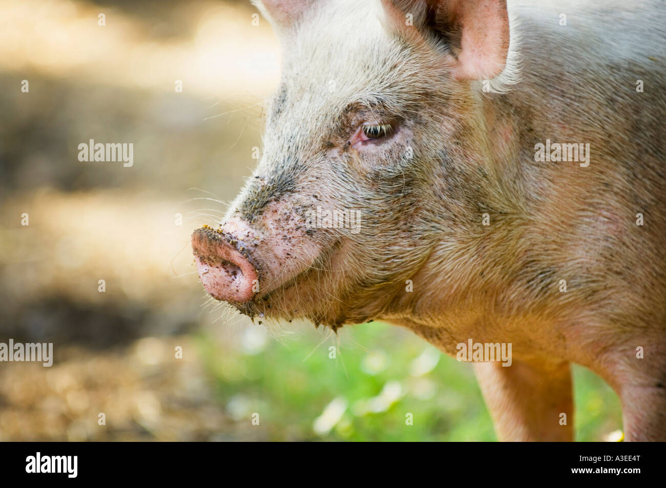 Dirty pig Stock Photo