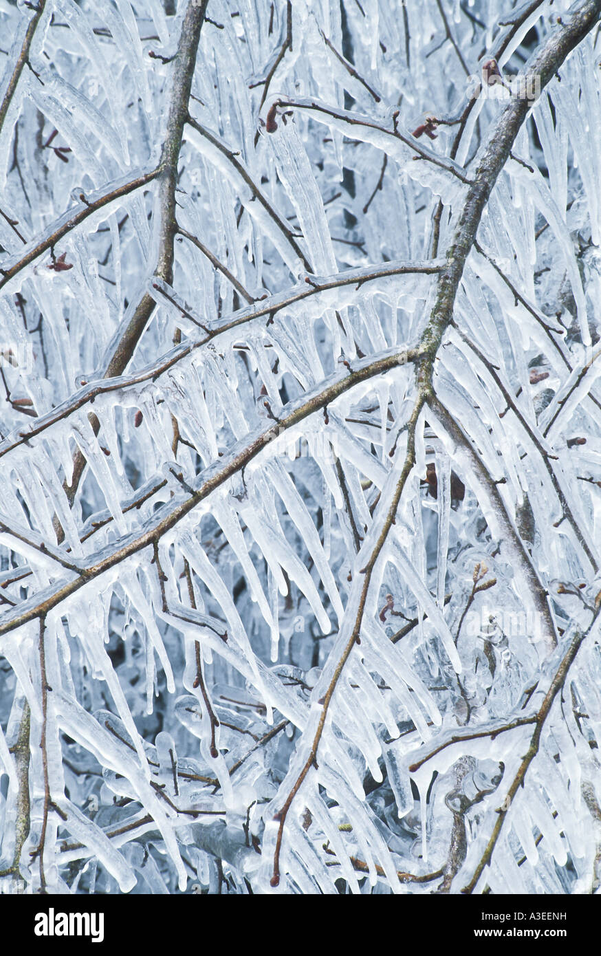 Ice age plants hi-res stock photography and images - Alamy