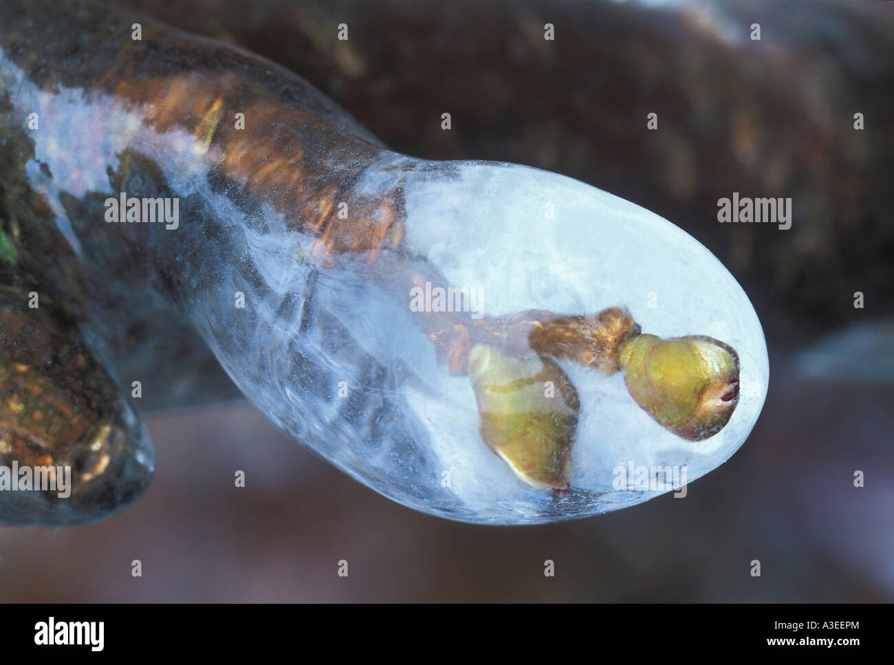 Buds of an apple tree encased in ice after a freezing rain Stock Photo