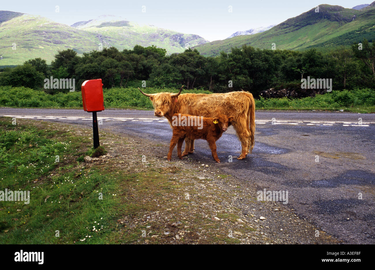 Highland Cow and Calf Isle of Mull Stock Photo - Alamy