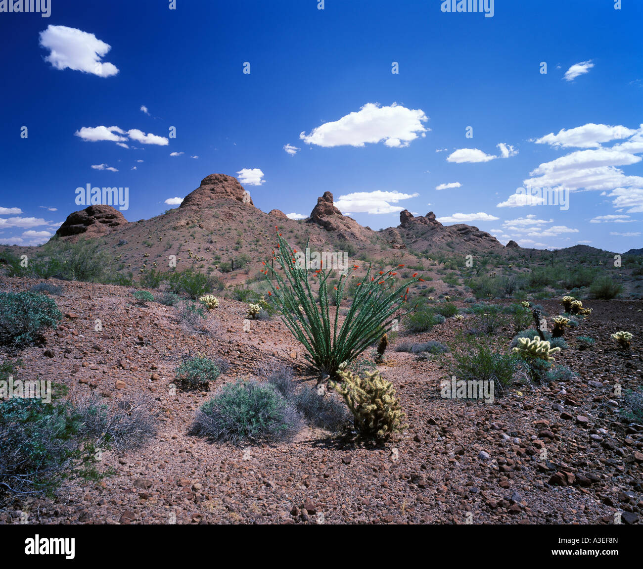 Cabeza Prieta National Wildlife Refuge, Arizona, USA Stock Photo - Alamy