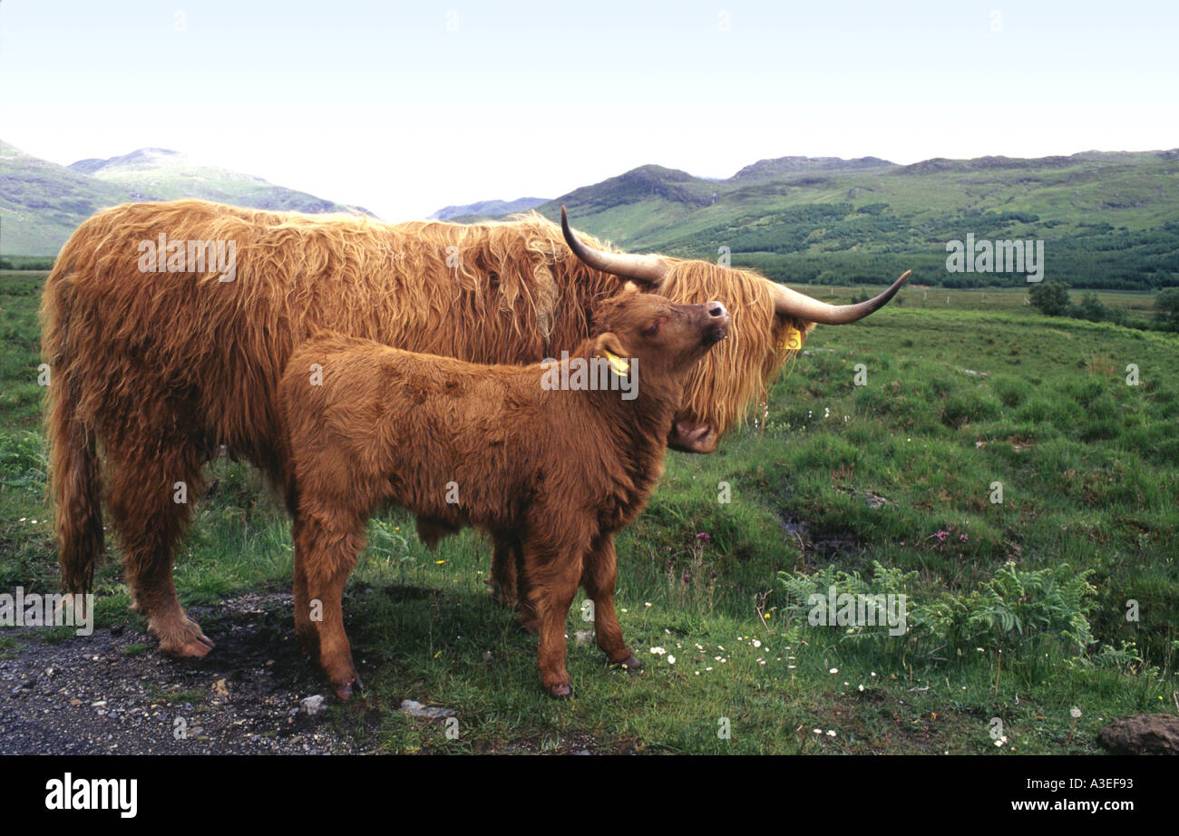 Highland Cow and Calf Isle of Mull Stock Photo - Alamy