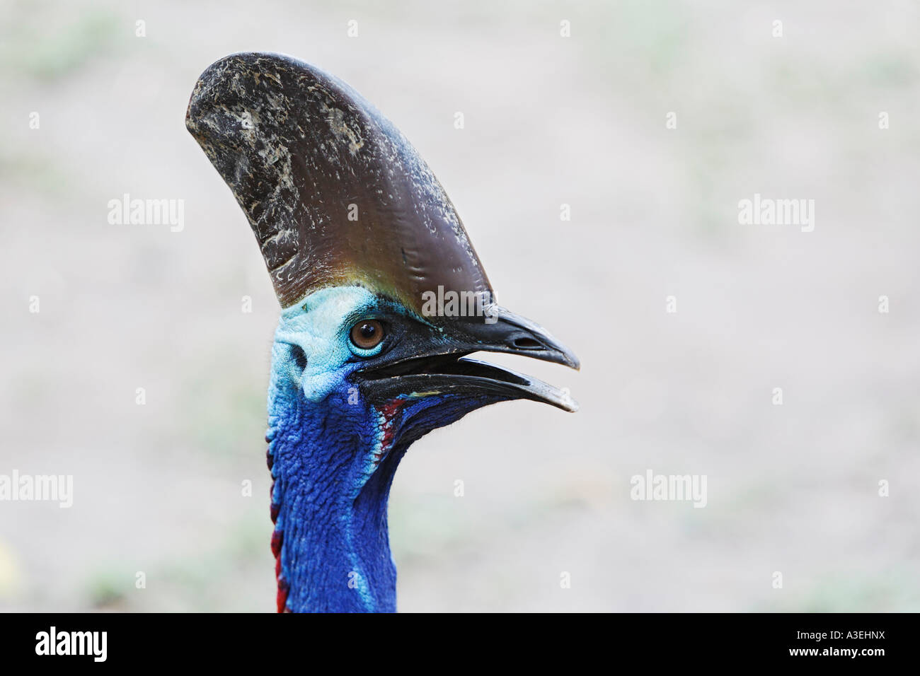 Double-wattled cassowary (Casuarius casuarius), zoo, Bali, Indonesia