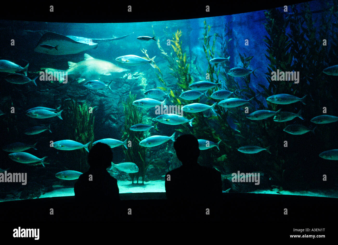 Melbourne Aquarium Australia Stock Photo Alamy