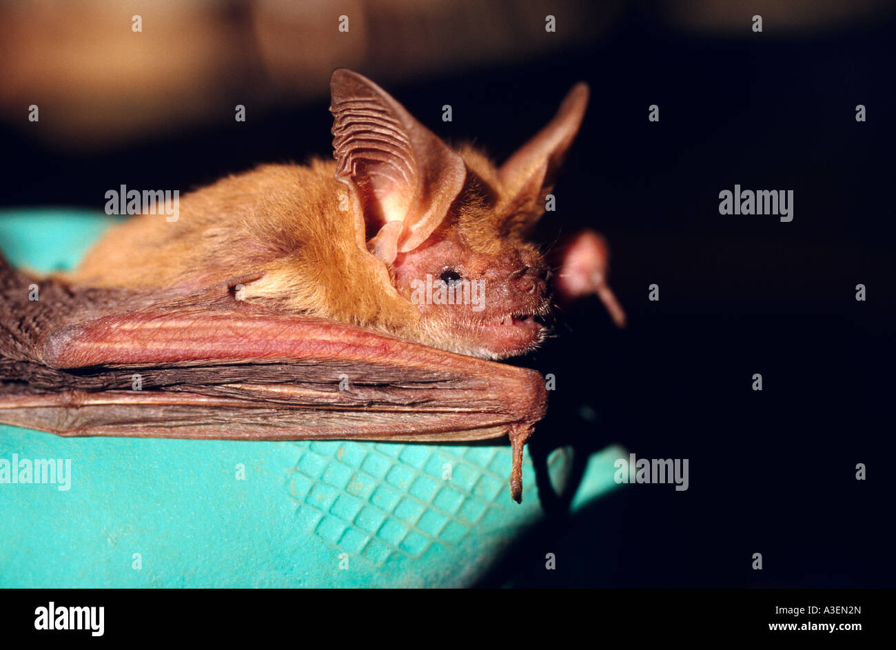 Northern long-eared bat, Australia Stock Photo