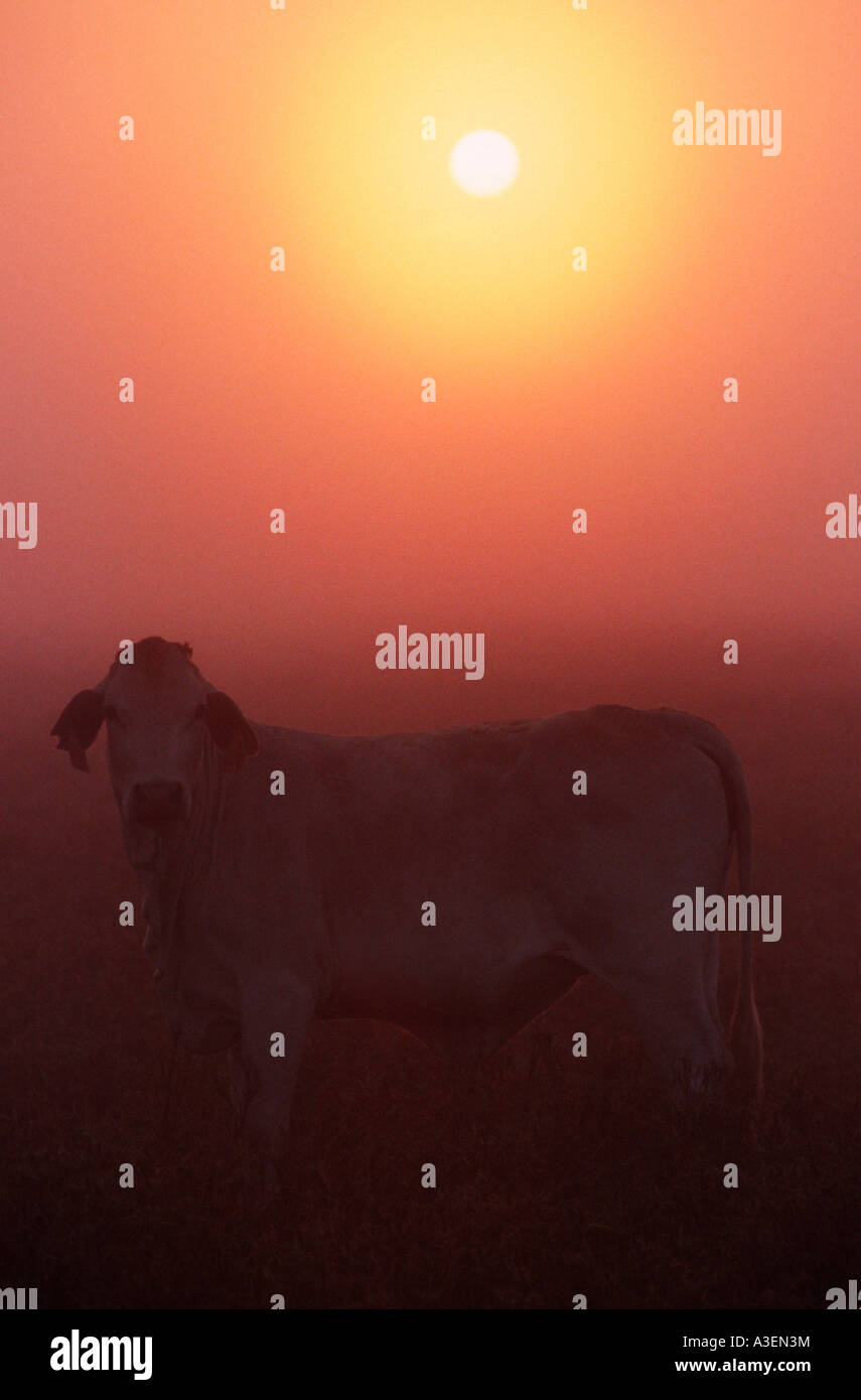 Brahman cow in morning mist Australia Stock Photo
