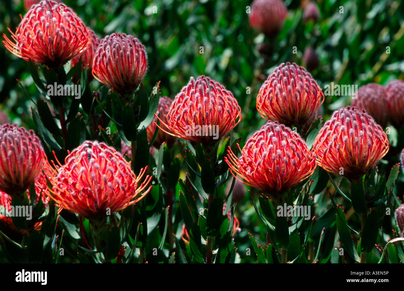 Scarlet ribbon proteas at National Rhododendron Gardens Olinda Victoria Australia horizontal  Stock Photo